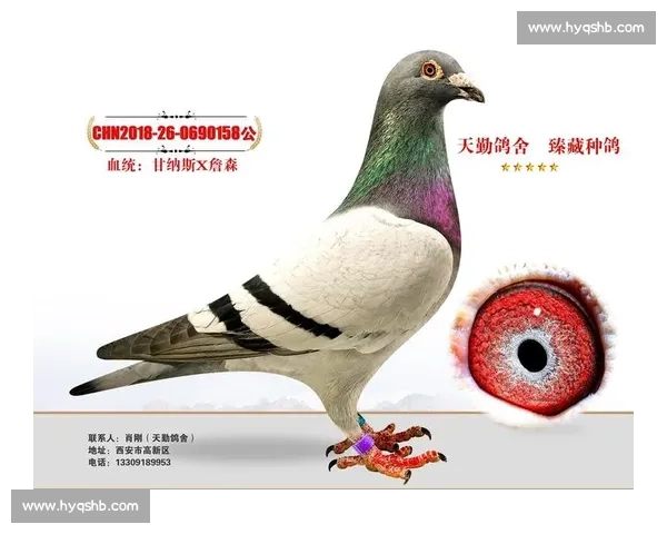 种鸽竞技挑战赛：探索鸽友技术与品种选育的极限之美