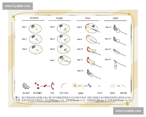 精子竞赛：生育之战背后的惊人科学与生物奇迹